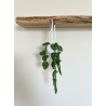 Petite Plante Verte Suspendue